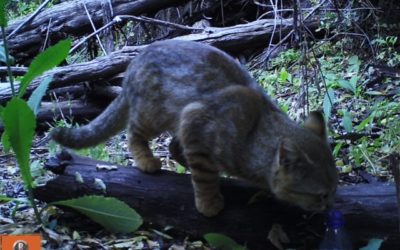 Cámara trampa capta presencia de gato colocolo en Reserva Río Clarillo
