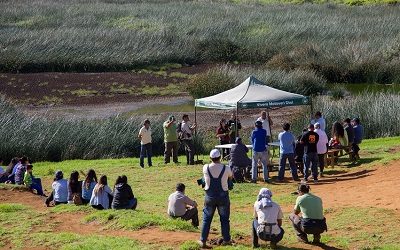 CONAF y expertos buscan revertir pérdida de agua en humedal Rano Raraku