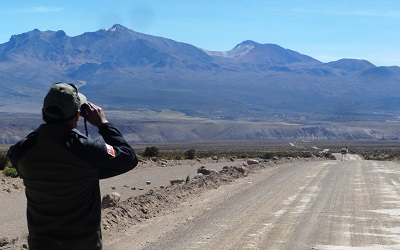 CONAF casi duplicó conteo del ñandú del norte, con más puntos de monitoreo