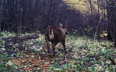 Cámaras trampas captaron presencia de huemul en Reserva Nacional Coyhaique