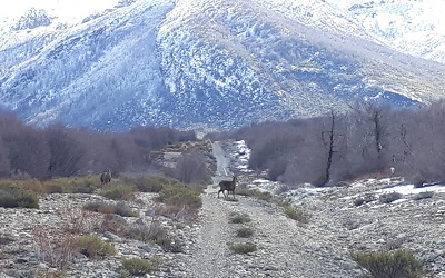 Graban a dos huemules en área Los Peucos de la Reserva Nacional Ñuble