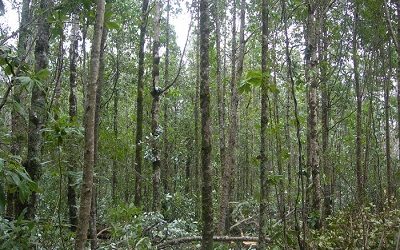 Partió proceso para Plan Nacional de Restauración a Escala de Paisaje