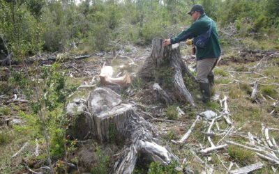 CONAF detectó la tala ilegal de 177 alerces vivos en comuna de Maullín