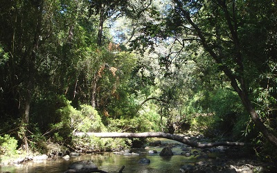 Reserva nacional Nonguén será parque nacional durante este año