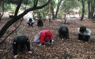 Baños de Bosque (Shinrin Yoku), o el ecosistema al servicio de la salud humana