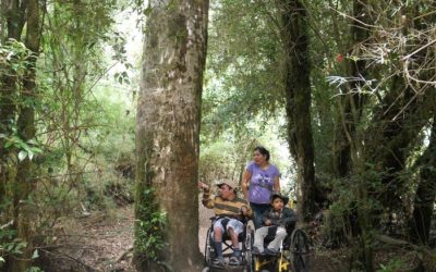 Shinrin Yoku: medicina a través de Baños de Bosque para el bienestar humano