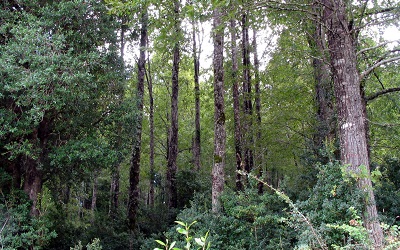 Aprueban propuestas para hacer más efectiva la Ley de Bosque Nativo