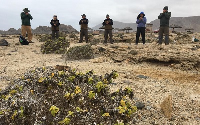 CONAF desarrolló pionero baño de naturaleza en parque Pan de Azúcar