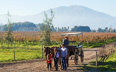 Vendimias invitan a vivir el enoturismo en las regiones viñateras de Chile