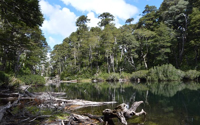 Datos para visitar los bellos parques nacionales ubicados en el sur de Chile