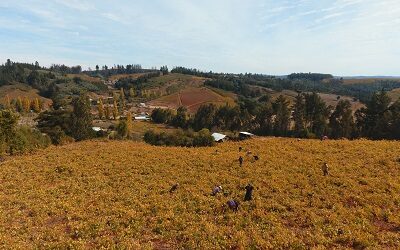 Viña La Causa, del Valle del Itata, presenta su primer vino rosé gran reserva