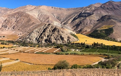 Junto a 2.500 productores se conmemoró Día del Pisco en Atacama y Coquimbo