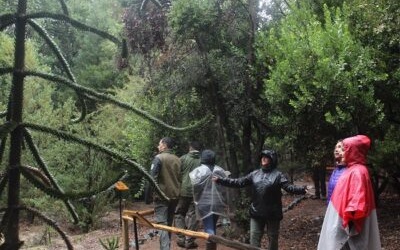 Baños de bosque verán en plataforma Activa Turismo en Línea este martes 16