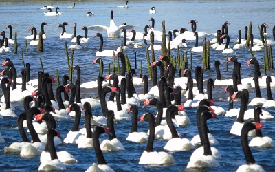 Histórico aumento de cisnes de cuello negro en Santuario de la Naturaleza