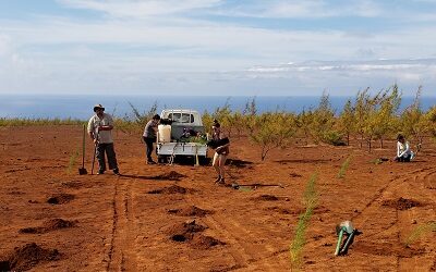 Forestación para que Rapa Nui mejore resiliencia al cambio climático