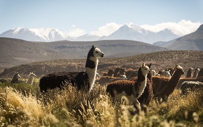 En Tarapacá partió inédito ciclo de capacitaciones «Chile, tu mejor apuesta»