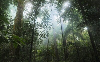 Sinergia Animal llama a proteger bosques tropicales y a frenar deforestación