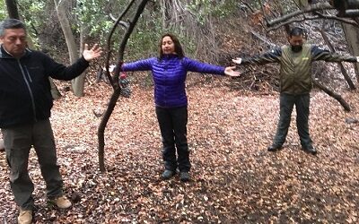 Publican una guía para practicar Shinrin  Yoku o baños de naturaleza