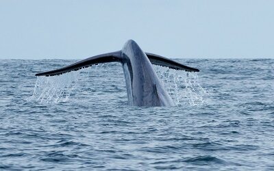 Chile se suma a la Global Ocean Alliance para la conservación del océano