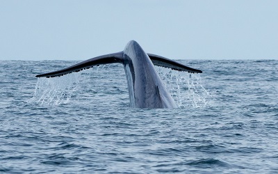 Chile se suma a la Global Ocean Alliance para la conservación del océano