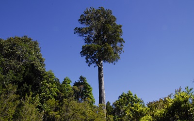 CONAF estudia fechas para la reapertura gradual de los parques nacionales