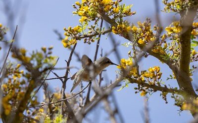 Fotos revelan importancia de dupla chañar-picaflor de Arica en el valle de Chaca