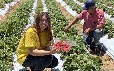 Ruta de frutilla sustentable permite a los turistas cosechar fruta que compran