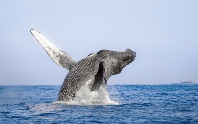 Avistamiento de ballenas jorobadas en Puerto Vallarta asombra a turistas