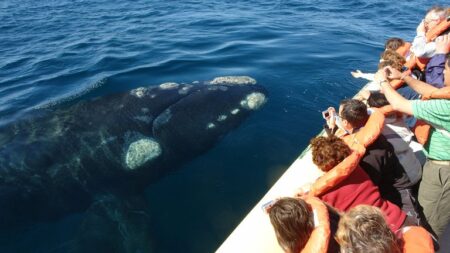 Avistamiento de Ballenas en Chubut