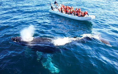 Cinco razones para visitar Riviera Nayarit en época de avistamiento de ballenas