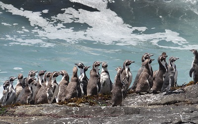CONAF registró un total de 941 pingüinos de Humboldt en Isla Cachagua, Zapallar