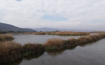 Humedal Laguna de Batuco es declarado como Santuario de la Naturaleza