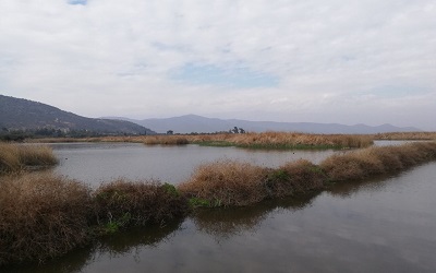 Humedal Laguna de Batuco es declarado como Santuario de la Naturaleza