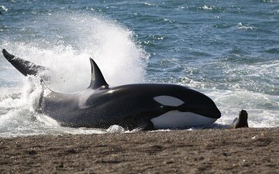 Temporada de orcas en la Patagonia Argentina: un espectáculo único