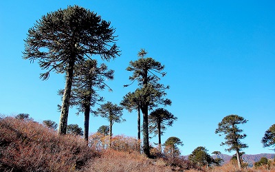 CONAF busca desarrollar marca de certificación en Reservas de la Biosfera