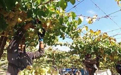 Avance de rutas turísticas pisqueras contribuirá a la reactivación del sector