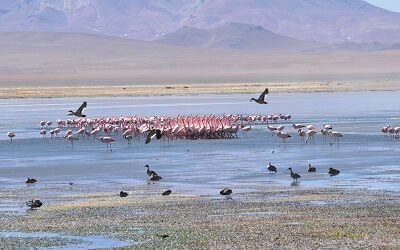 CONAF celebra Día Mundial de los Humedales y promueve su protección