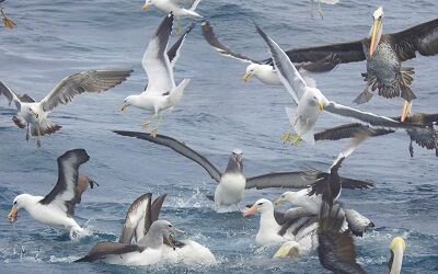 Barrio del Mar se suma a la celebración de Día Mundial de los Océanos