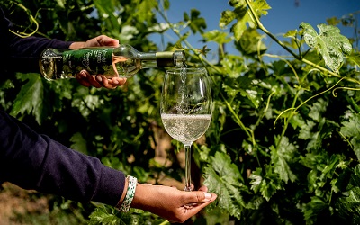 Vino del Desierto presentó en Santiago sus cepas e historia a especialistas