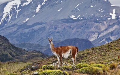 Parque Nacional Patagonia elegido entre 100 destinos más extraordinarios