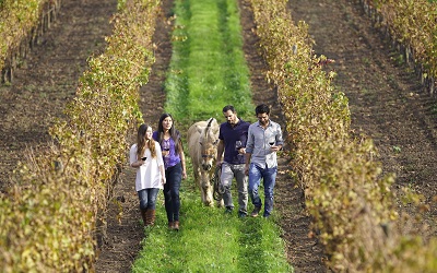 Viñas del Valle del Maipo reabren para celebrar el Día Nacional del Vino