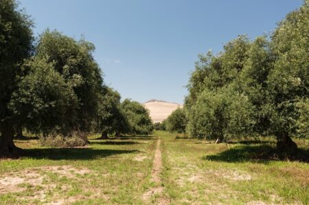 Valle del Huasco