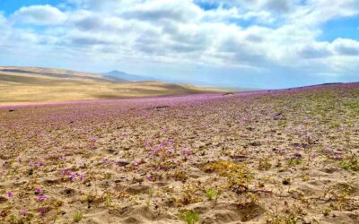 Desierto florido: “milagro” chileno que destacan medios de todo el mundo