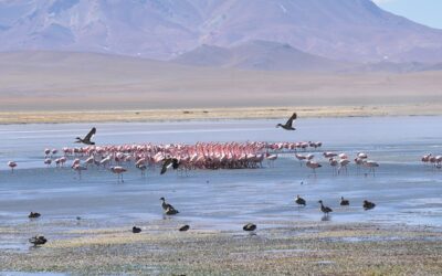 Segundo encuentro nacional de administradores de Sitios Ramsar