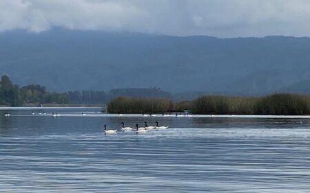 Santuario de la Naturaleza Río Cruces y Chorocamayo, Sitio Ramsar Carlos Anwandter