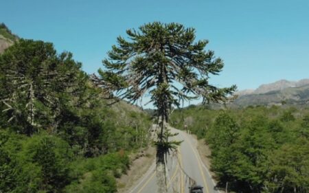 Las ZOITs Lacustre y Curacautín, de la Región de La Araucanía, lograron una prórroga de cuatro años de su designación.