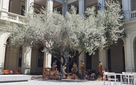 Olivo plantado en uno de los patios de la casa central de la Universidad Católica, que tiene origen en Tierra Santa.