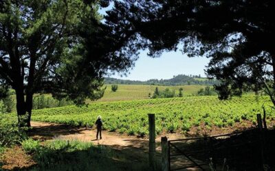 Vuelven fiestas de la vendimia a Valle del Itata en la Región de Ñuble