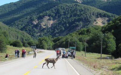 CONAF y Carabineros hacen controles carreteros para proteger a los huemules