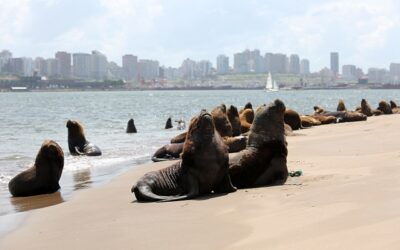 Cómo aprovechar tres días en Mar del Plata durante Semana Santa